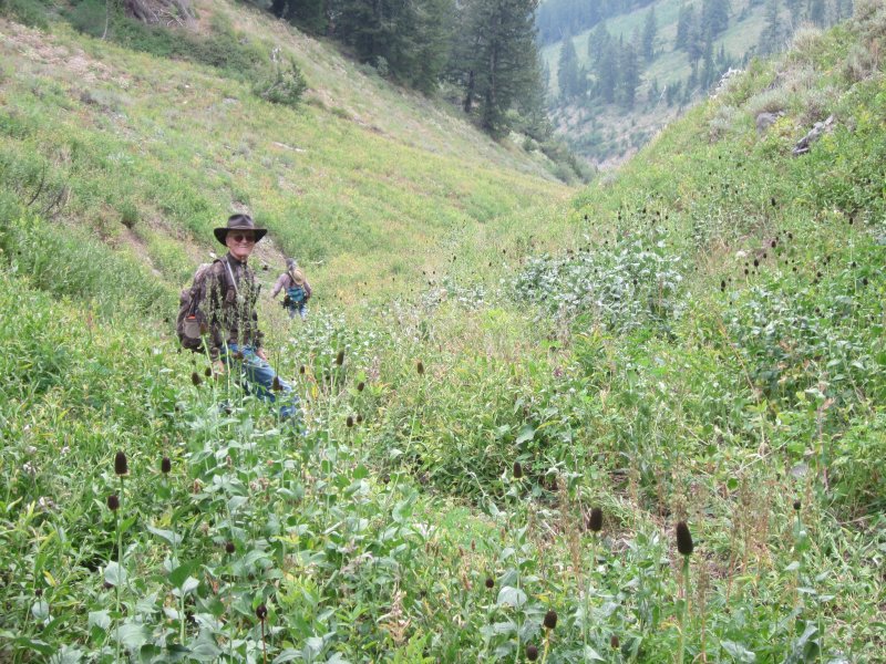 Bushwacking